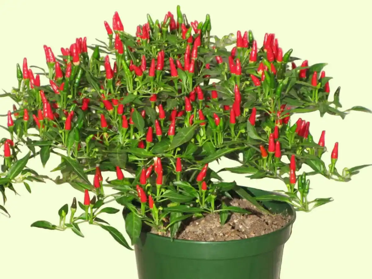 Kanthari Chilly Seeds Red Country Variety 20 Pack - Premium Quality- Blueberry Botanicals