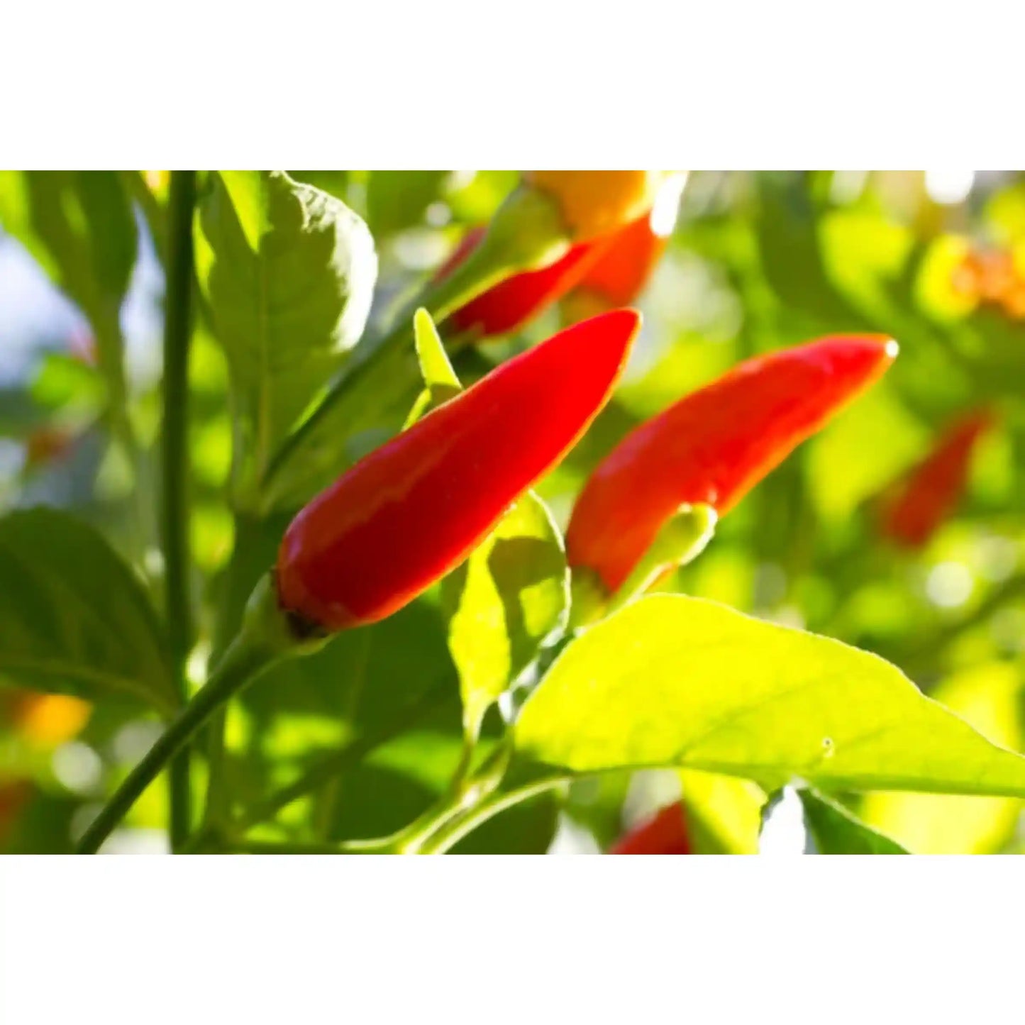 Kanthari Chilly Seeds Red Country Variety 20 Pack - Premium Quality- Blueberry Botanicals