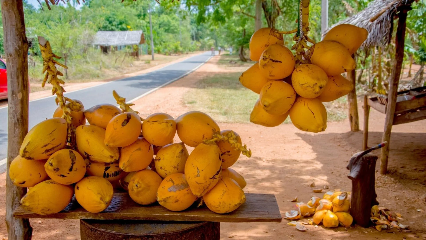 King Coconut 30cm | Sri Lankan Golden | Blueberry Botanicals
