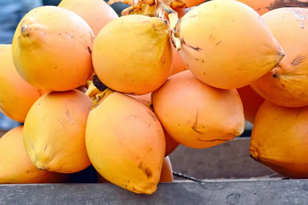 King Coconut 30cm | Sri Lankan Golden | Blueberry Botanicals