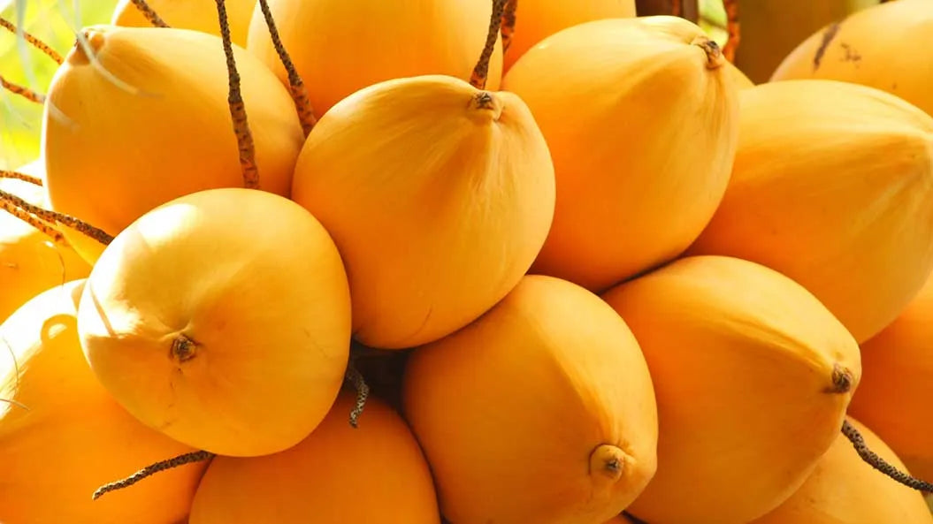 King Coconut 30cm | Sri Lankan Golden | Blueberry Botanicals