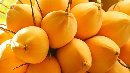 King Coconut 30cm | Sri Lankan Golden | Blueberry Botanicals