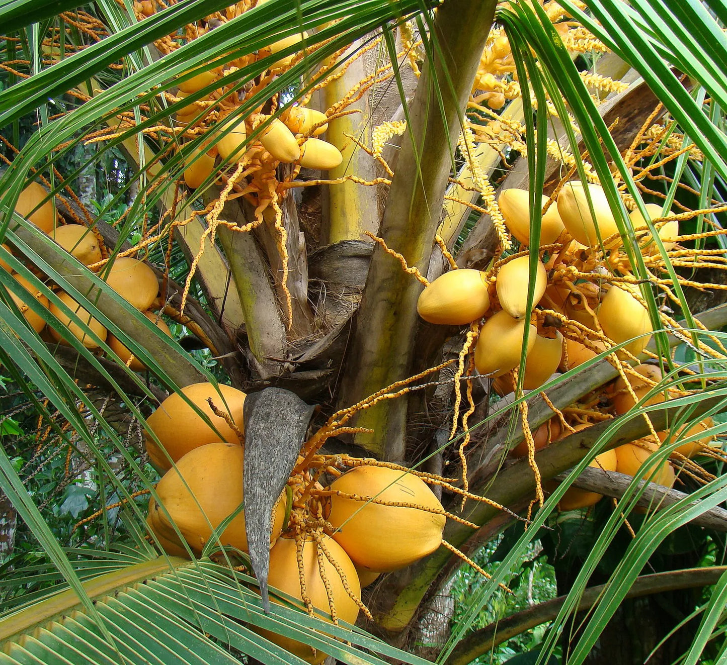 King Coconut 30cm | Sri Lankan Golden | Blueberry Botanicals