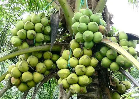 Kuttiyadi Coconut 30cm | Kerala Tall | Blueberry Botanicals