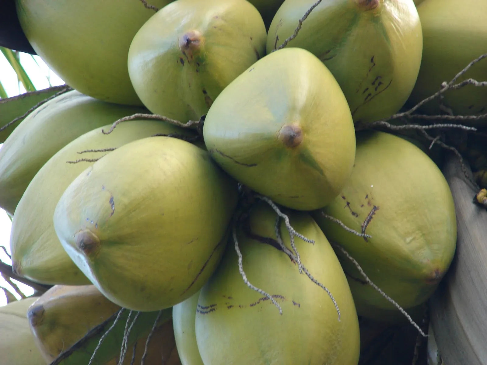 Kuttiyadi Coconut 30cm | Kerala Tall | Blueberry Botanicals