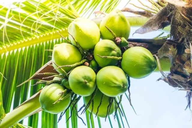 Kuttiyadi Coconut 30cm | Kerala Tall | Blueberry Botanicals