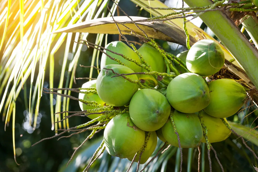 Kuttiyadi Coconut 30cm | Kerala Tall | Blueberry Botanicals