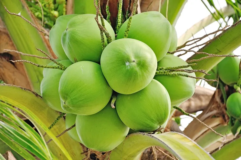 Kuttiyadi Coconut 30cm | Kerala Tall | Blueberry Botanicals