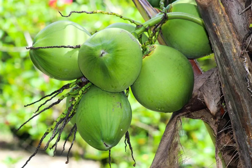 Kuttiyadi Coconut 30cm | Kerala Tall | Blueberry Botanicals