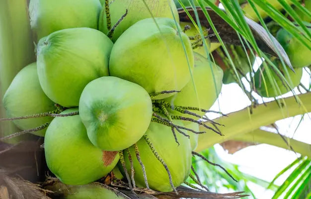 Kuttiyadi Coconut 30cm | Kerala Tall | Blueberry Botanicals