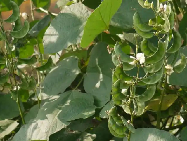 Lab Lab Seeds 20pcs - Bush Hybrid Nitrogen Fixing | Blueberry Botanicals