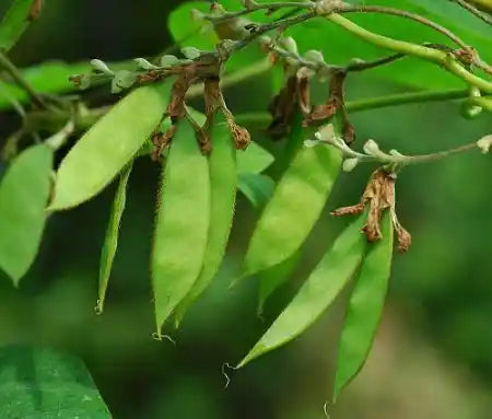 Lab Lab Seeds 20pcs - Bush Hybrid Nitrogen Fixing | Blueberry Botanicals