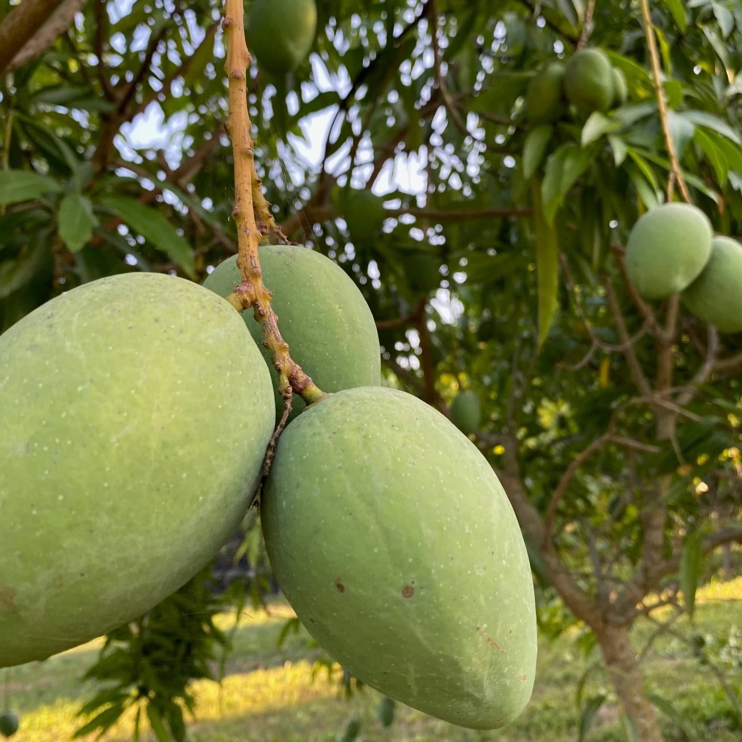 Mallika Mango 30cm | Hybrid Variety | Blueberry Botanicals