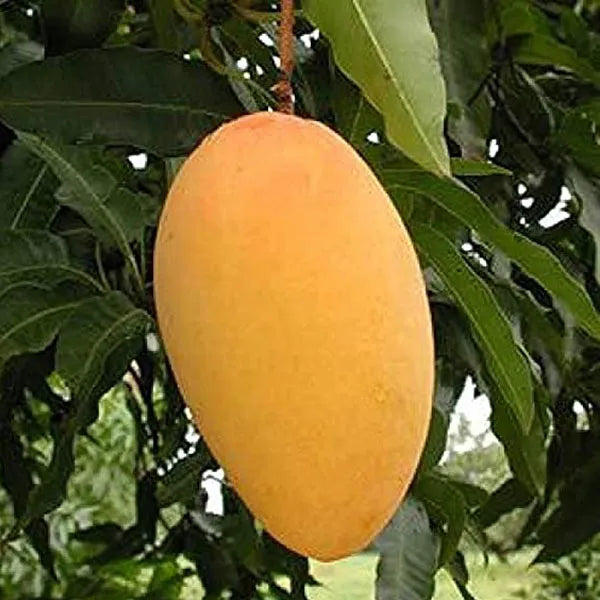 Mallika Mango 30cm | Hybrid Variety | Blueberry Botanicals