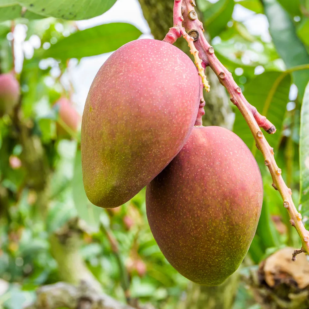 Mallika Mango 30cm | Hybrid Variety | Blueberry Botanicals