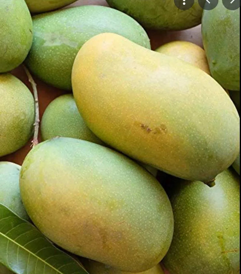 Mallika Mango 30cm | Hybrid Variety | Blueberry Botanicals