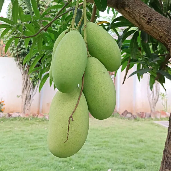 Mallika Mango 30cm | Hybrid Variety | Blueberry Botanicals