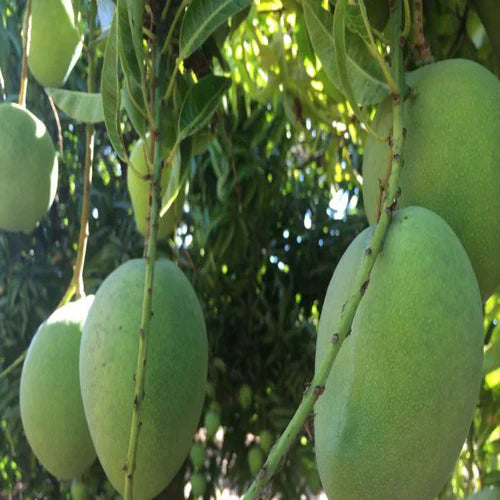 Mallika Mango 30cm | Hybrid Variety | Blueberry Botanicals