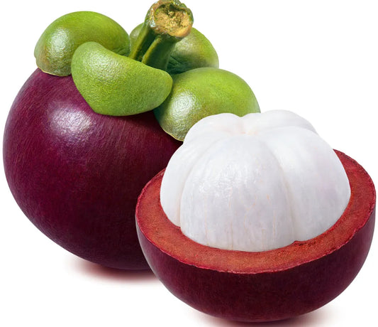 Mangosteen 30cm | Queen of Fruits | Blueberry Botanicals