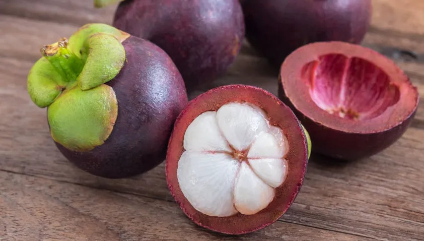 Mangosteen 30cm | Queen of Fruits | Blueberry Botanicals