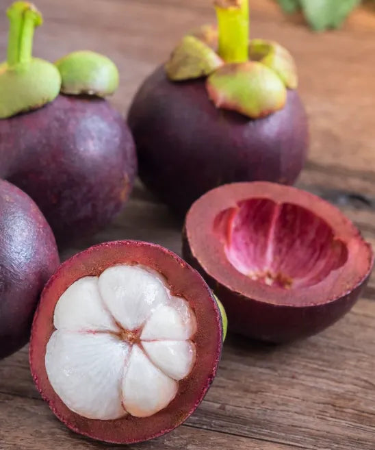 Mangosteen 30cm | Queen of Fruits | Blueberry Botanicals