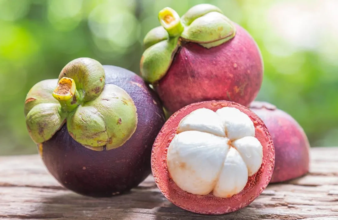 Mangosteen 30cm | Queen of Fruits | Blueberry Botanicals