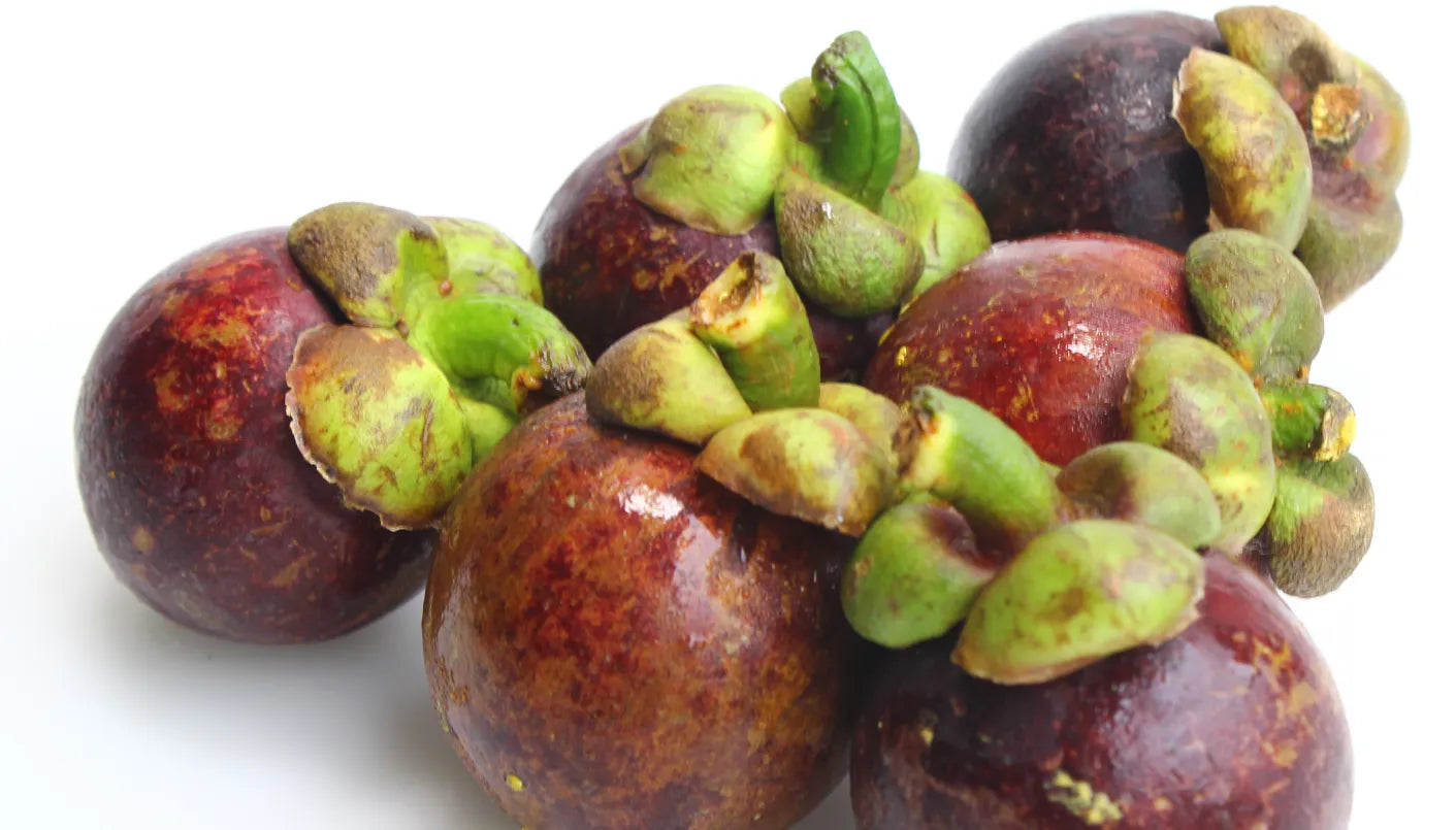 Mangosteen 30cm | Queen of Fruits | Blueberry Botanicals