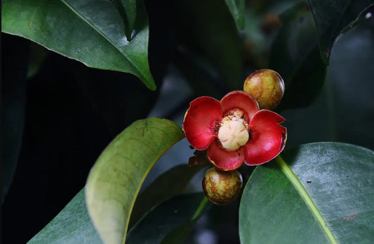 Mangosteen 30cm | Queen of Fruits | Blueberry Botanicals
