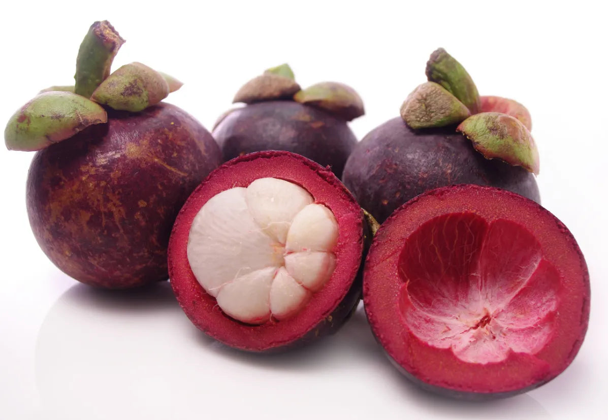 Mangosteen 30cm | Queen of Fruits | Blueberry Botanicals