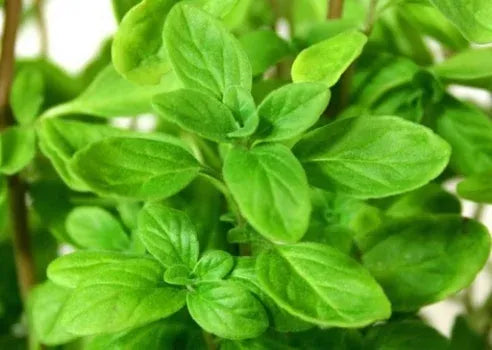 Marjoram Oil 1L - Premium Origanum Majorana Therapeutic Grade