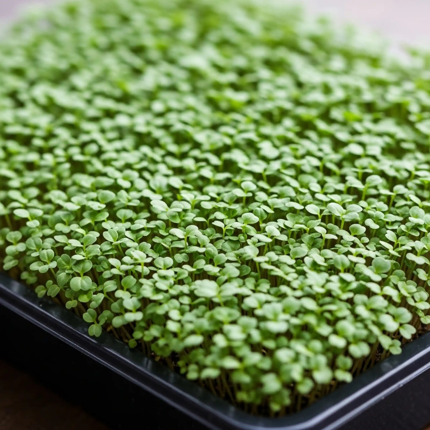 Methi Microgreens Seeds 100g – Fast-Growing Fenugreek Greens – Premium Quality