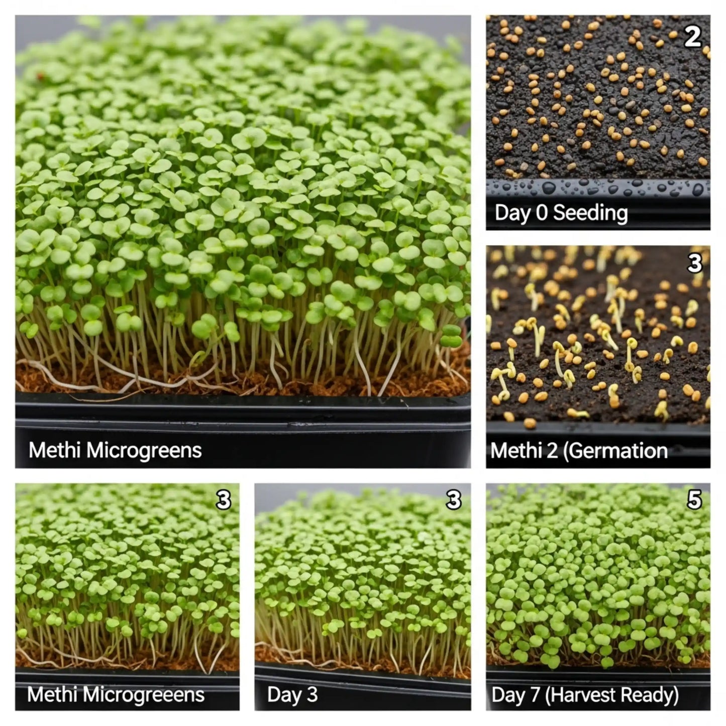 Methi Microgreens Seeds 100g – Fast-Growing Fenugreek Greens – Premium Quality