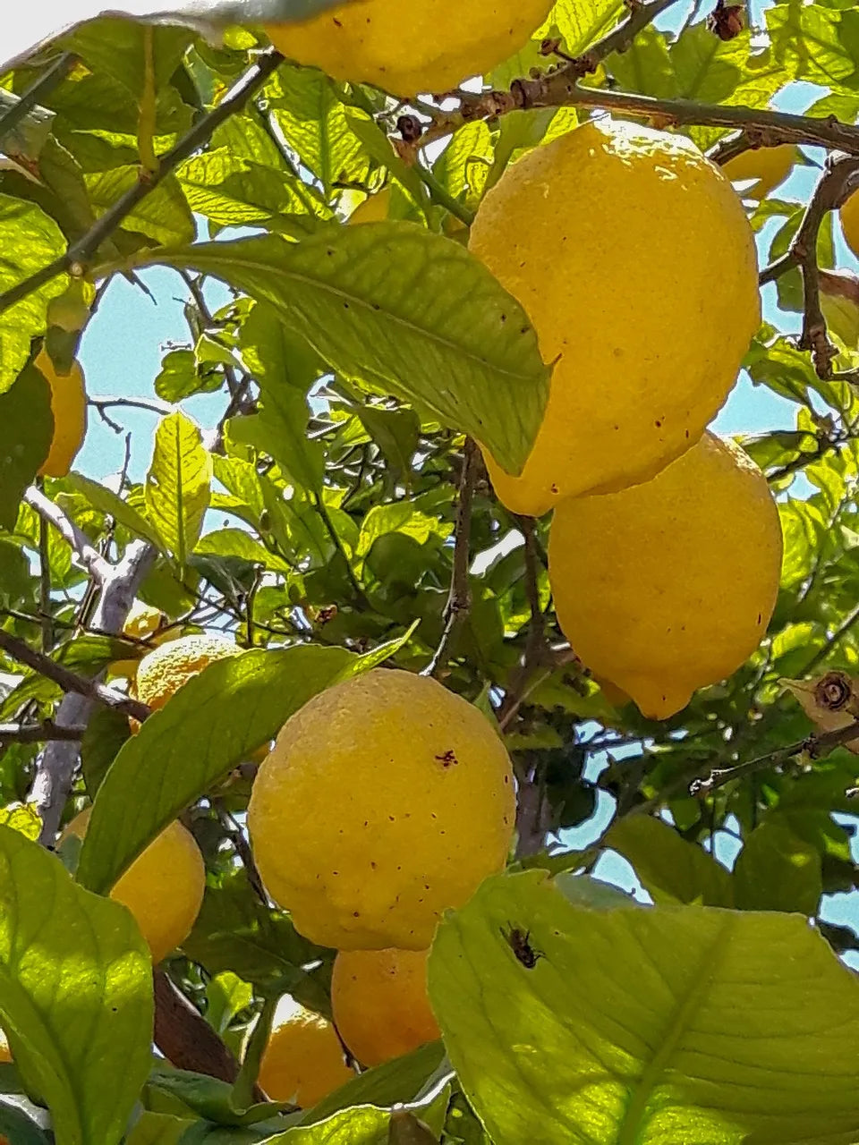 Meyer Lemon 30cm | Sweet Hybrid | Blueberry Botanicals