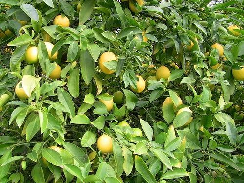 Meyer Lemon 30cm | Sweet Hybrid | Blueberry Botanicals