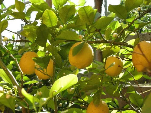 Meyer Lemon 30cm | Sweet Hybrid | Blueberry Botanicals