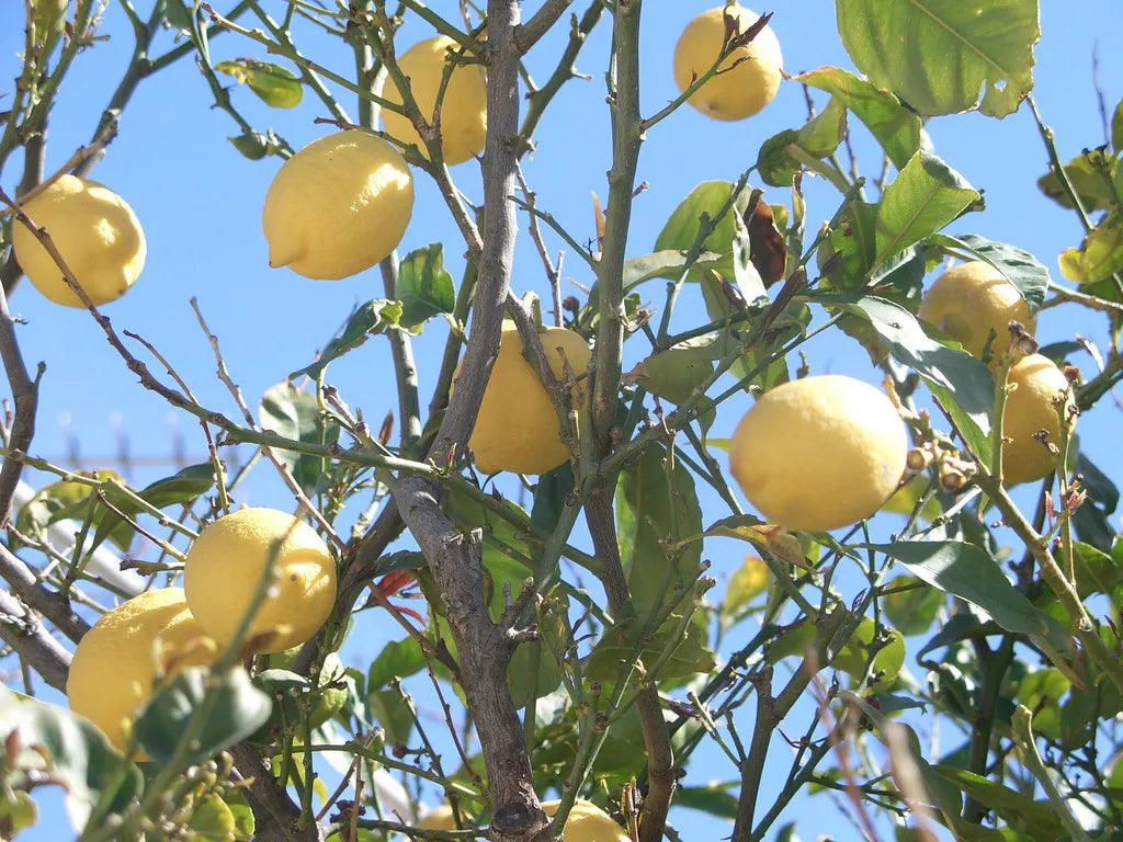 Meyer Lemon 30cm | Sweet Hybrid | Blueberry Botanicals