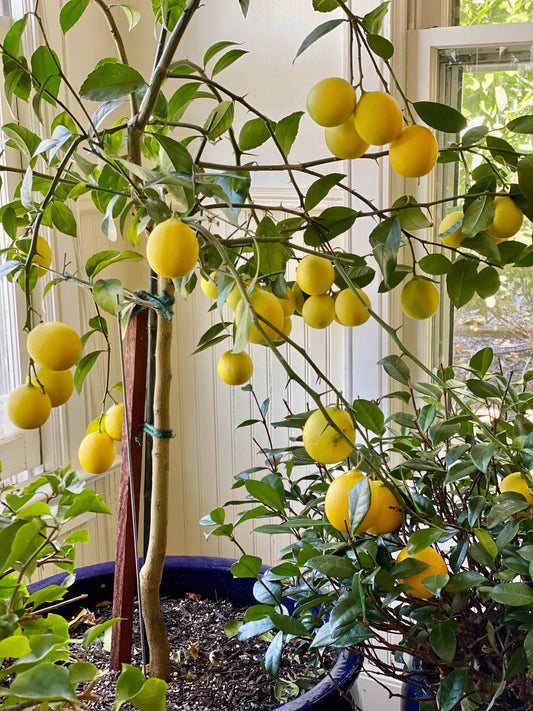 Meyer Lemon 30cm | Sweet Hybrid | Blueberry Botanicals