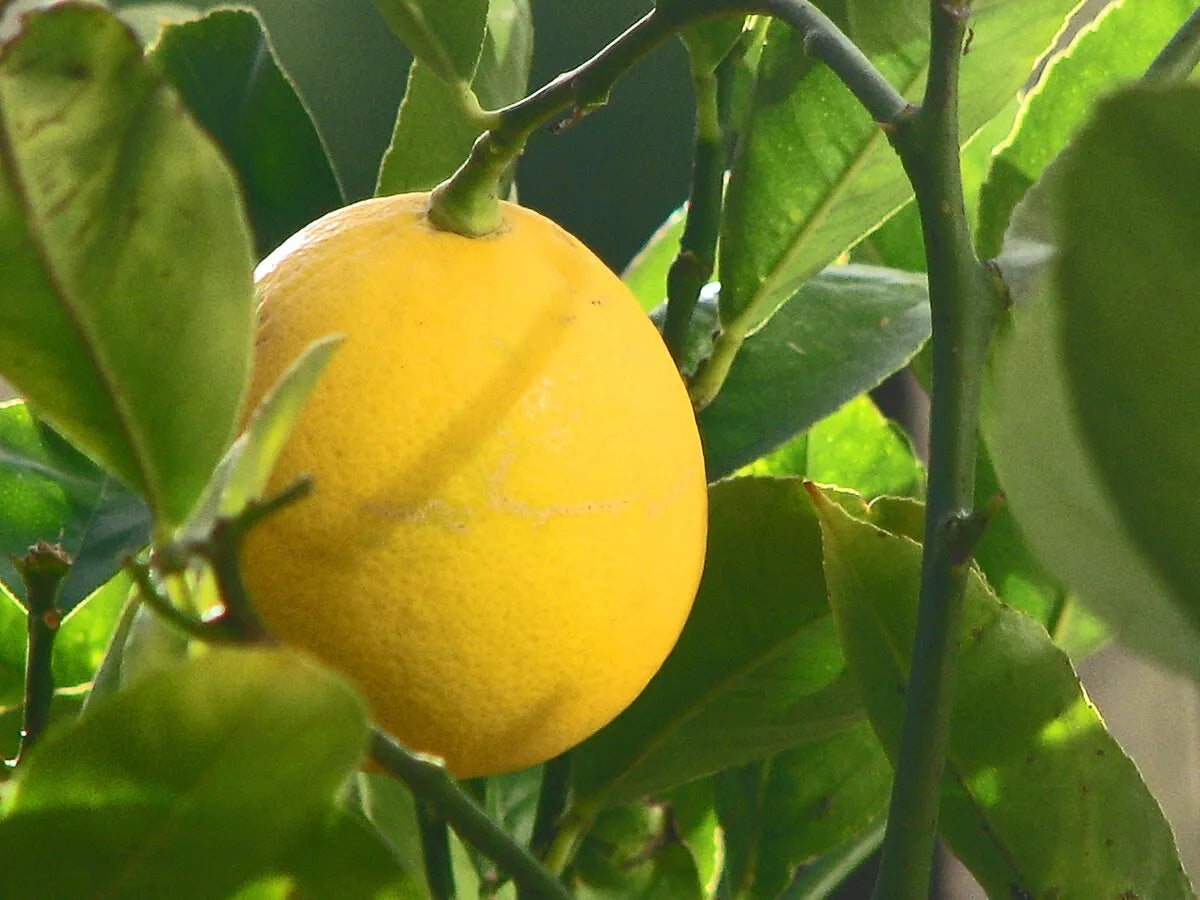 Meyer Lemon 30cm | Sweet Hybrid | Blueberry Botanicals