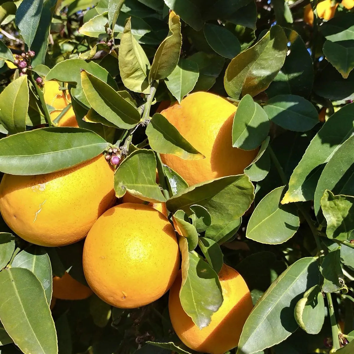 Meyer Lemon 30cm | Sweet Hybrid | Blueberry Botanicals