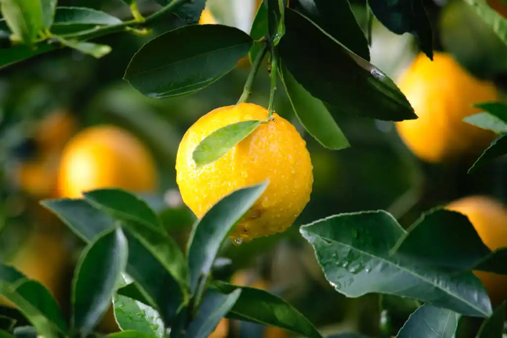 Meyer Lemon 30cm | Sweet Hybrid | Blueberry Botanicals