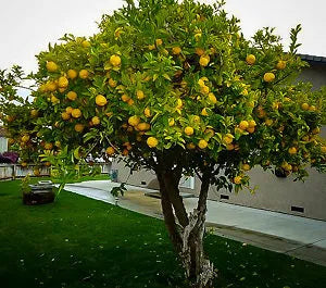 Meyer Lemon 30cm | Sweet Hybrid | Blueberry Botanicals