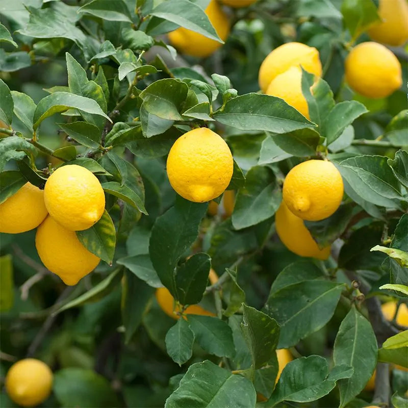 Meyer Lemon 30cm | Sweet Hybrid | Blueberry Botanicals