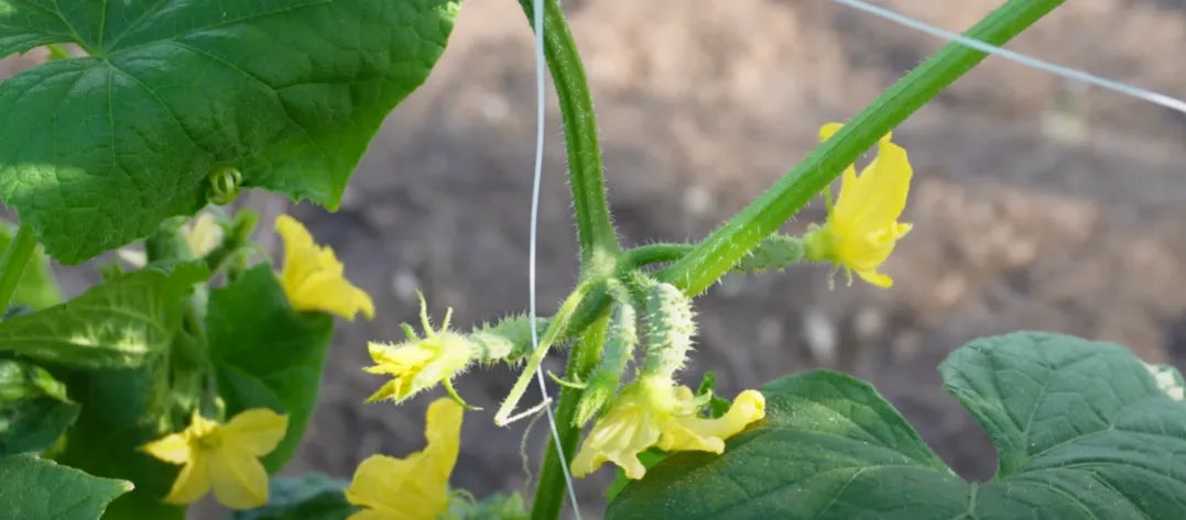 Mini Country Cucumber Seeds 25pcs - Blueberry Botanicals