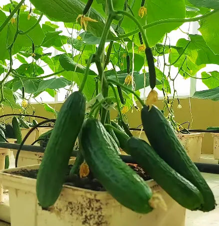 Mini Country Cucumber Seeds 25pcs - Blueberry Botanicals