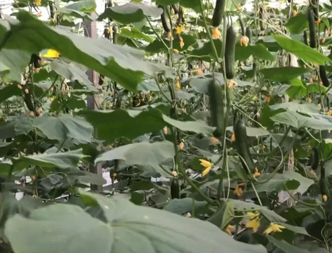 Mini Country Cucumber Seeds 25pcs - Blueberry Botanicals