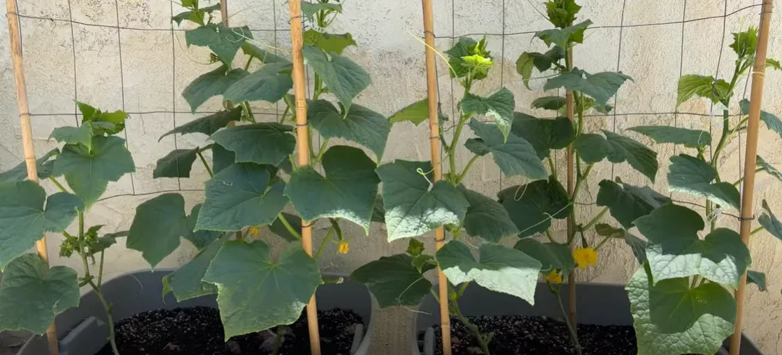 Mini Country Cucumber Seeds 25pcs - Blueberry Botanicals