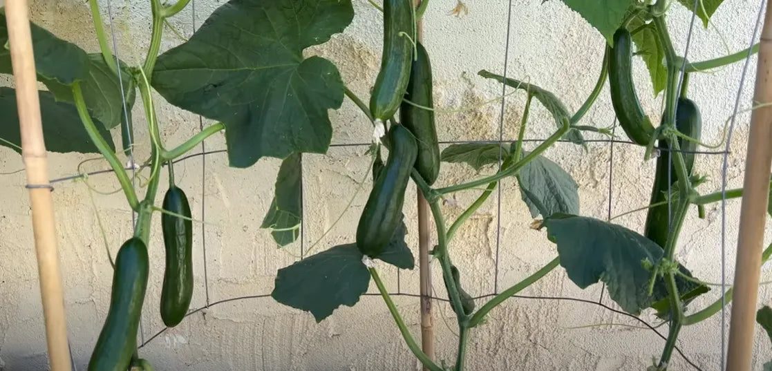Mini Country Cucumber Seeds 25pcs - Blueberry Botanicals