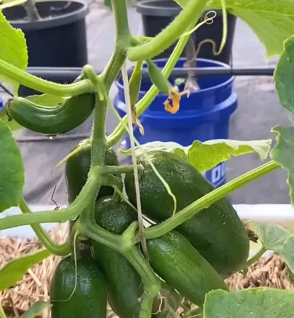 Mini Country Cucumber Seeds 25pcs - Blueberry Botanicals