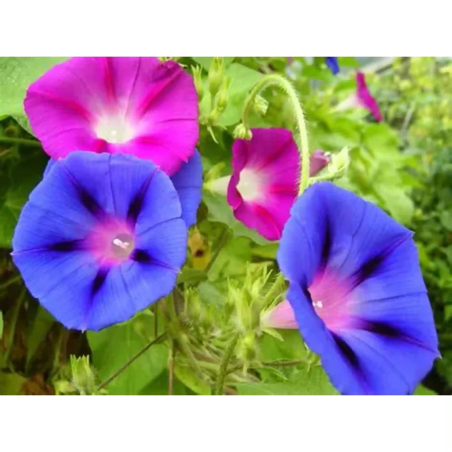  Morning Glory Seeds Mixed Colors - Climbing Flowers | Blueberry Botanicals