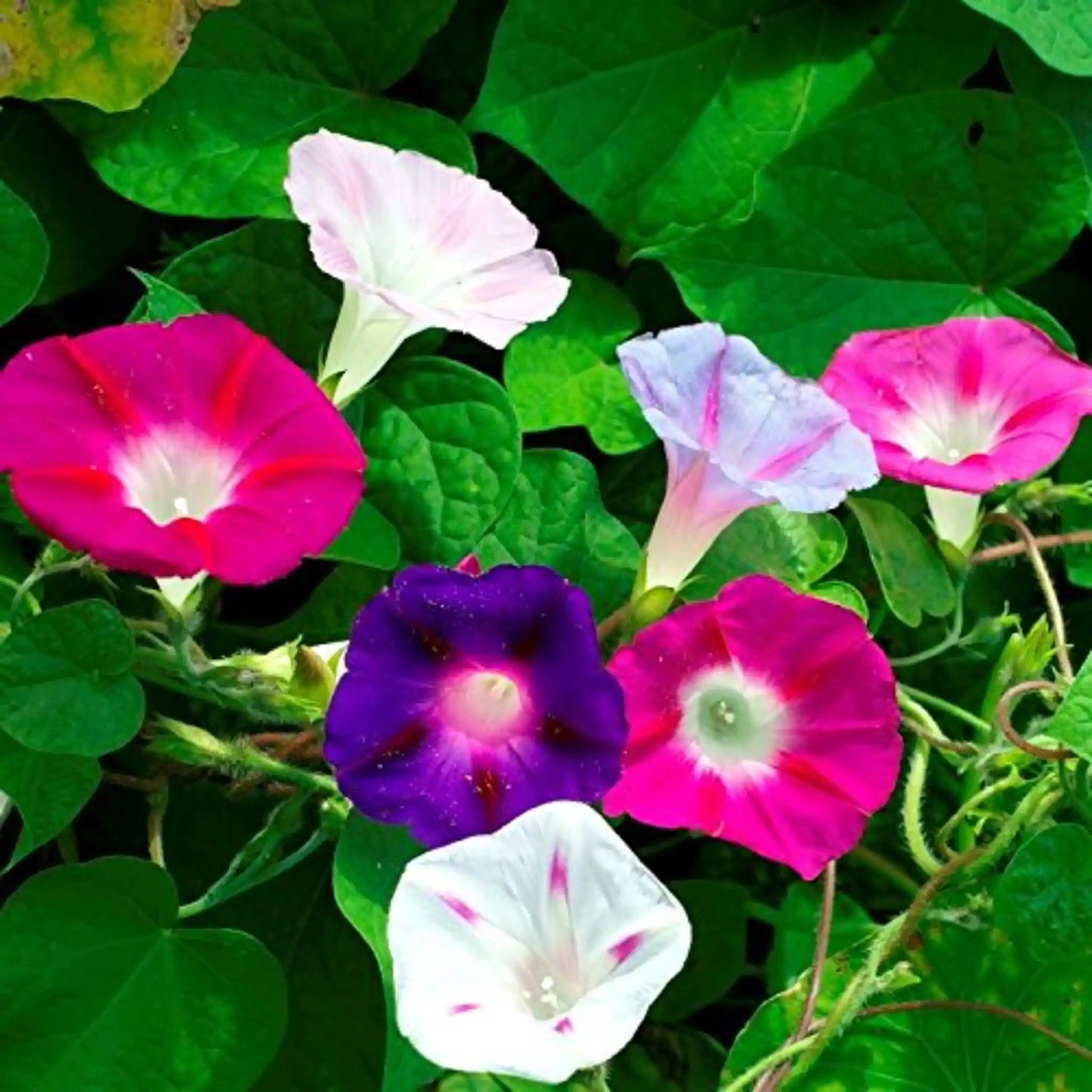 Morning Glory Seeds Mixed Colors - Climbing Flowers | Blueberry Botanicals